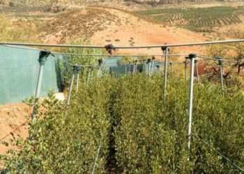 InDrive lance un projet de reforestation au Maroc en partenariat avec la Fondation du Haut Atlas