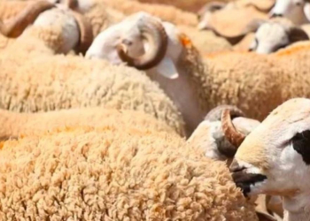 [ÉTUDE] Annulation de l’Aïd Al-Adha : les entreprises marocaines maintiennent leurs avantages pour préserver la motivation des collaborateurs