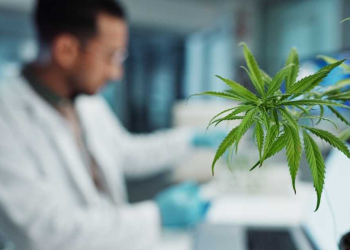 Les métiers du cannabis :une industrie en pleine expansion