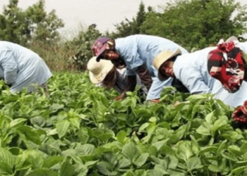 Emploi rural : un programme à 1 milliard de dirhams pour former 40 000 jeunes d’ici 2026 l DRH.ma