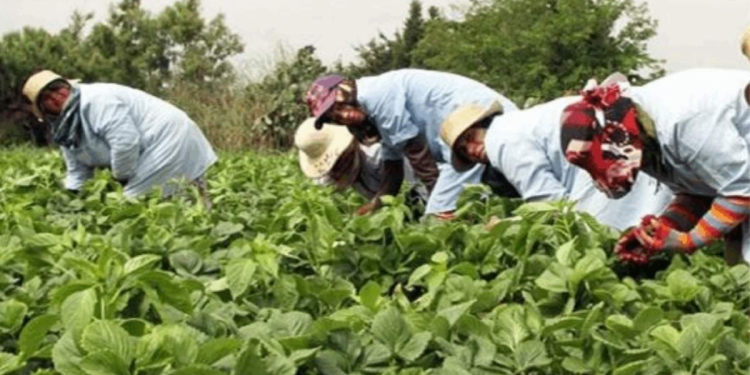 Emploi rural : un programme à 1 milliard de dirhams pour former 40 000 jeunes d’ici 2026 l DRH.ma