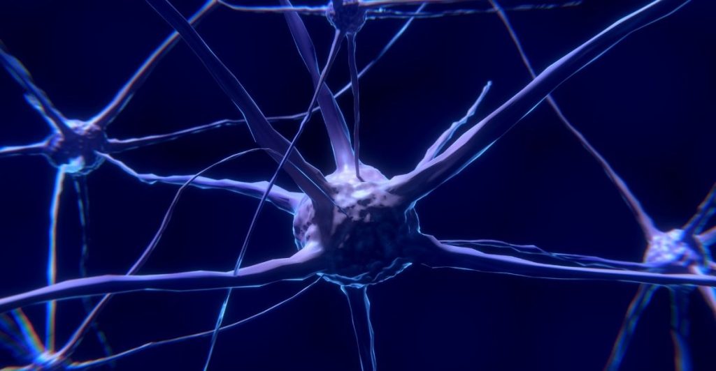 La Neuroplasticité de l’action : au-delà du mythe de la volonté l DRH.ma