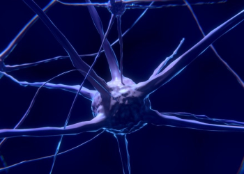 La Neuroplasticité de l’action : au-delà du mythe de la volonté l DRH.ma