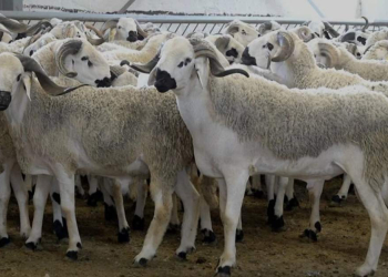 Aïd al-Adha 2026 : la fête sera célébrée le 27 mai au Maroc l DRH.ma