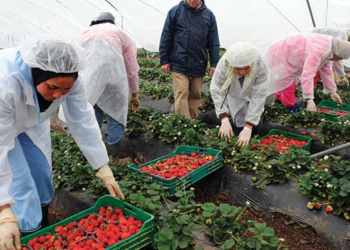 Travailleurs saisonniers : les Marocains en tête des permis accordés par l’Union européenne l DRH.ma